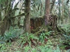 Olympic National Park, Washington