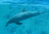 Dolphin at Kolmarden