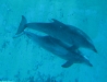 Dolphins at Kolmarden