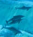 Dolphins 2